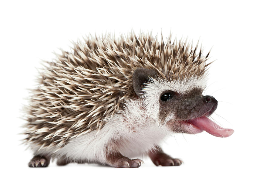 Hedgehog Presents